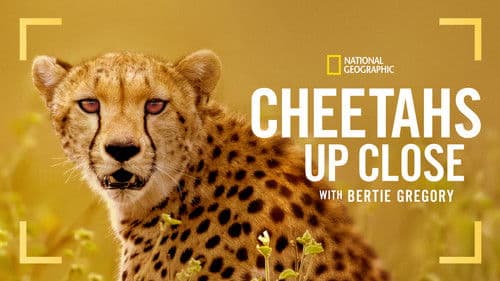 Cheetahs Up Close with Bertie Gregory